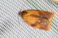 Cacoecimorpha pronubana