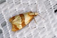 Phalonidia albipalpana