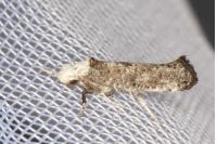 Paraswammerdamia albicapitella