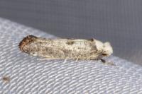 Paraswammerdamia albicapitella