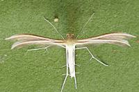 Merrifieldia leucodactyla