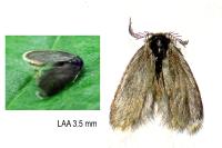 Reisseronia tarnierella