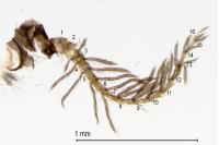 Reisseronia tarnierella