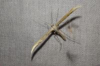 Emmelina monodactyla