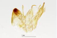 Emmelina monodactyla
