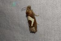 Epiblema foenella