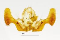 Epiblema foenella