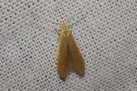 Coleophora flavipennella