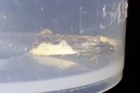 Monopis monachella