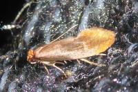 Tinea semifulvella