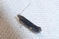 Aproaerema anthyllidella