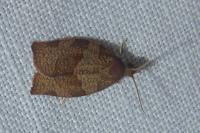 Pandemis heparana