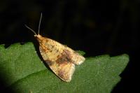 Epagoge grotiana