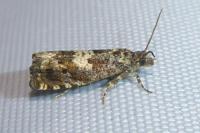 Epinotia rubiginosana