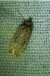 Agonopterix yeatiana