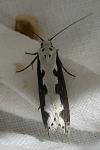 Ethmia bipunctella