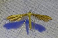 Adaina microdactyla