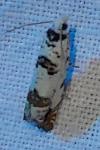 Eucosma campoliliana