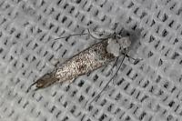 Paraswammerdamia