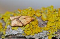 Clepsis consimilana