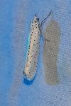 Yponomeuta evonymella