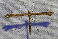 Amblyptilia acanthadactyla