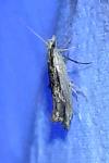 Ypsolopha scabrella