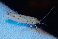 Yponomeuta padella