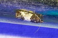 Spilonota ocellana