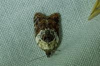 Acleris variegana