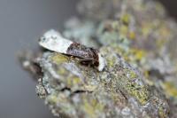 Trichophaga bipartitella