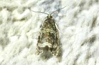 Celypha lacunana