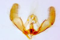 Notocelia mediterranea