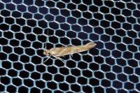 Pyroderces argyrogrammos