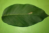 Coptodisca lucifluella