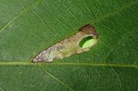 Coptodisca lucifluella