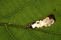 Coptodisca lucifluella