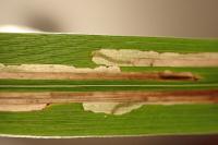 Cosmopterix scribaiella