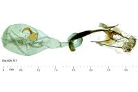 Coleophora kuehnella