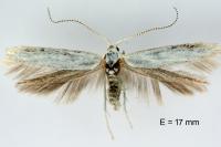 Coleophora kuehnella