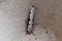 Ethmia bipunctella