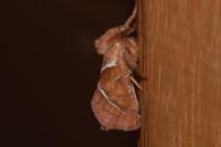 Triodia sylvina