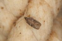 Agonopterix purpurea
