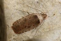 Agonopterix oinochroa