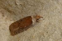 Agonopterix cnicella