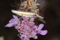 Pleurota aristella