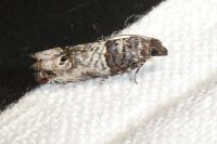 Notocelia incarnatana
