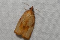 Lozotaenia cupidinana