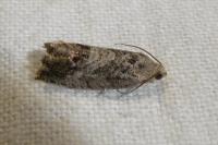 Cydia splendana