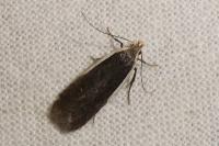 Nothris lemniscellus